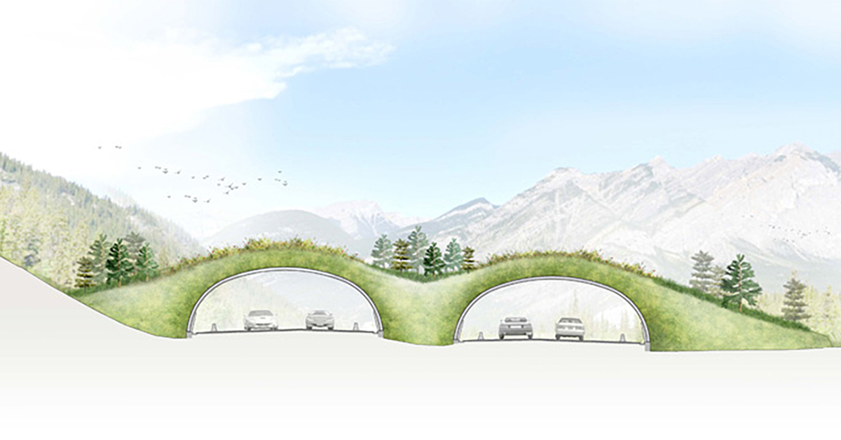 New Wildlife Overpass Improves Highway Safety In Bow Valley, Alberta Area