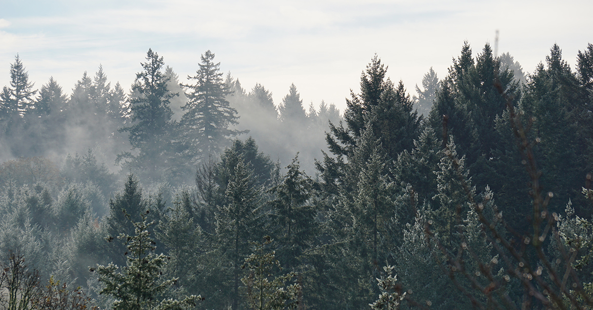 Canada’s Forest Sector Supports National Effort to Address Wildfire Risks