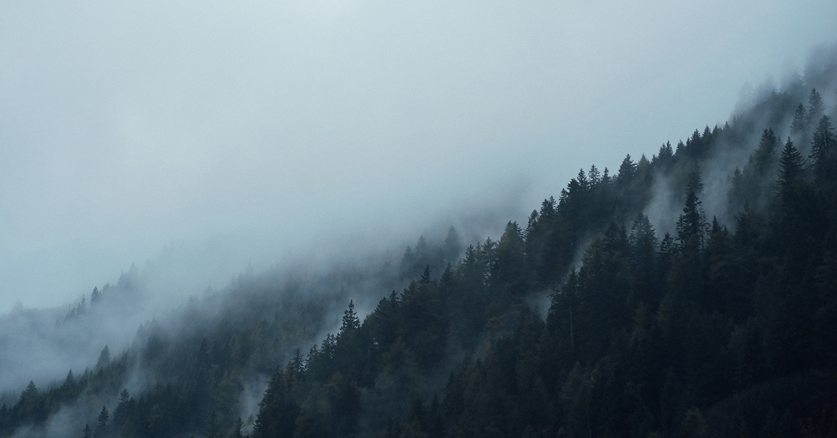 Forestry Sees Opportunities In Emissions Reduction Plan