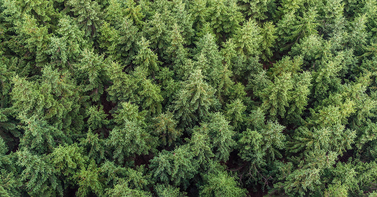 Poll Results Show Canadians Increasingly Recognize The Benefits Of Forestry