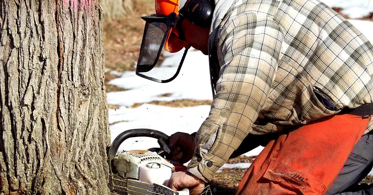 New BC Council To Help Build More Resilient Forestry Communities