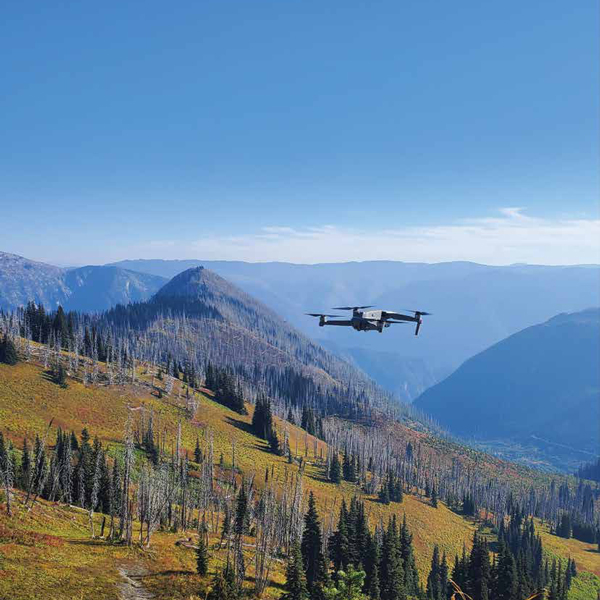 What Is The Future For Forestry?