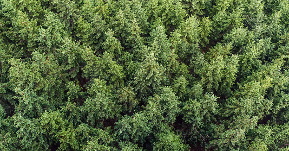 Boreal Carbon Corporation Acquires 20,000-Acre Timberland Asset In Northern Ontario