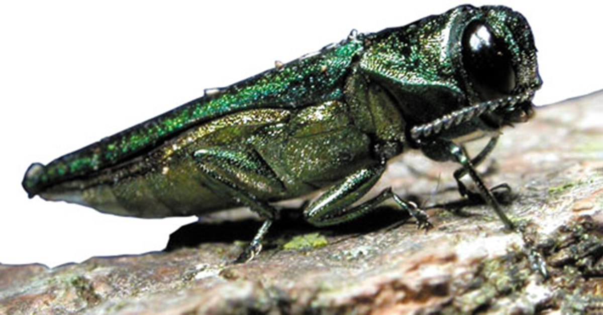 Emerald Ash Borer To Be Regulated In Gaspésie In 2023
