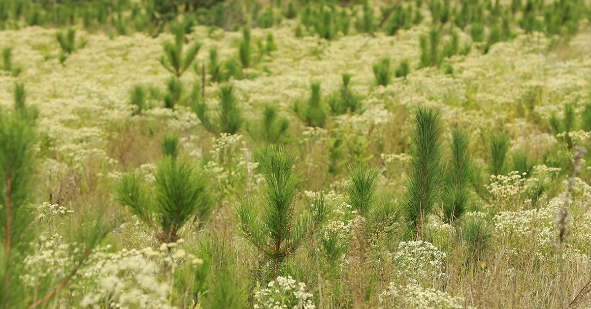 One Tree Planted And Forests Ontario Partner To Plant 17.5 Million Trees Over Five Years