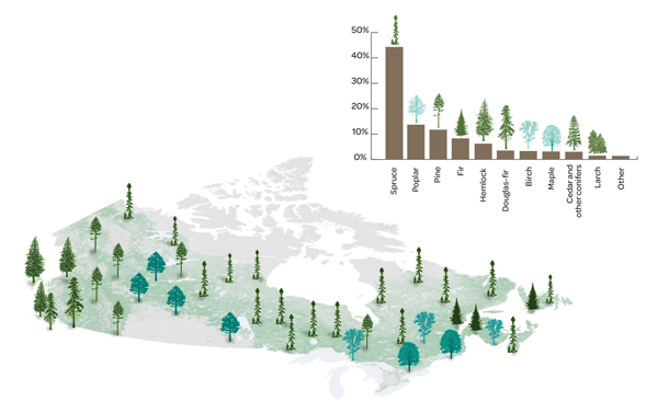 Two Year Tree Planting Plan Announced In BC
