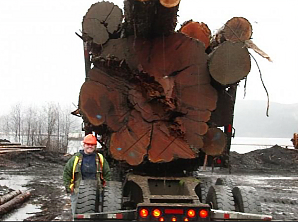 Meet Jill Telosky: Log Truck Driver