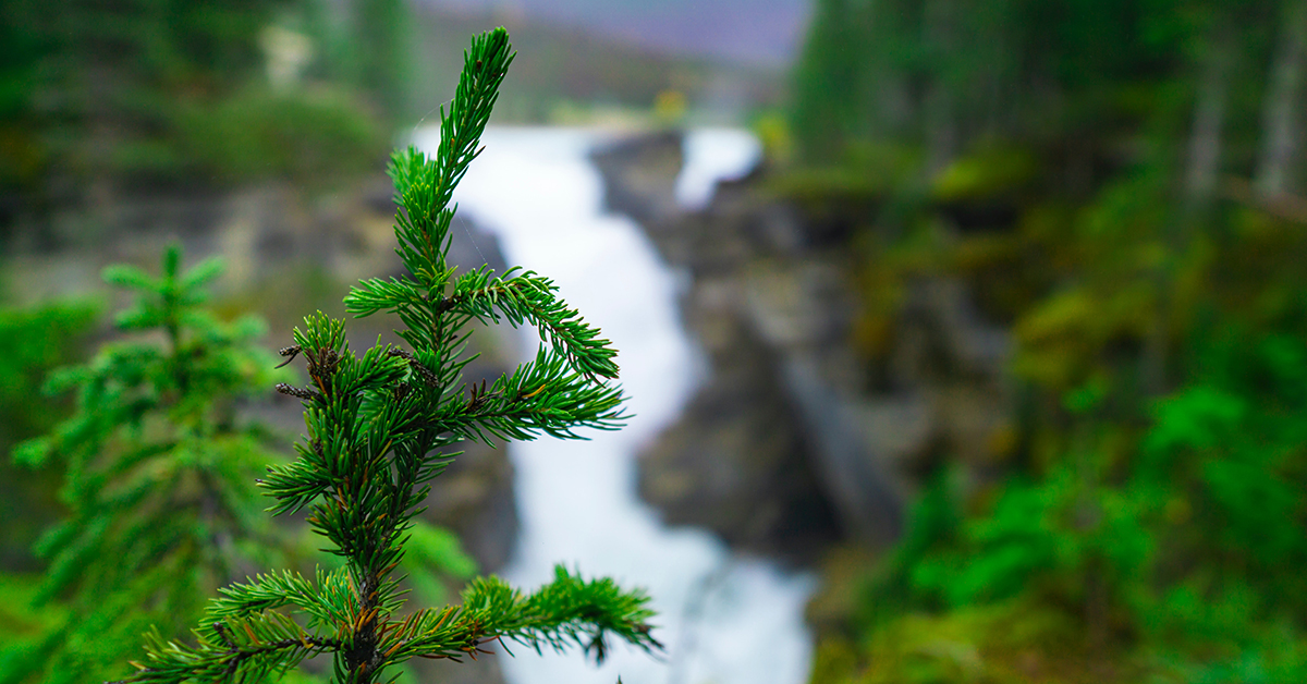 What Does Sustainable Forestry Even Mean?