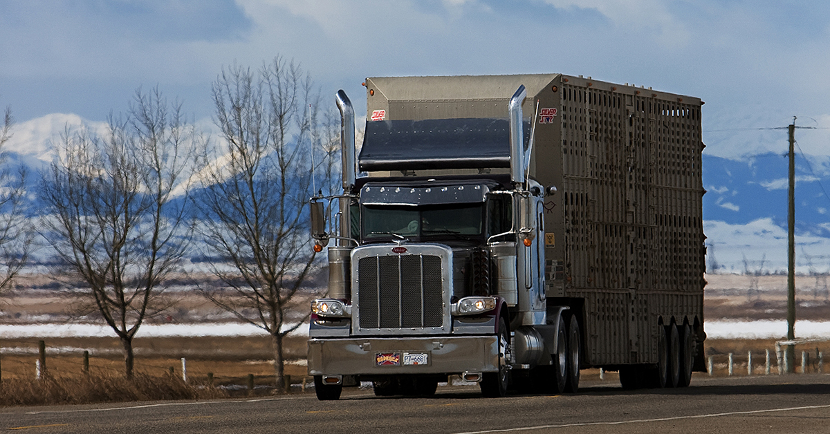 HOS and ELD Exemptions Not Necessary For Livestock Transport-Photo courtesy Over The Road Magazine