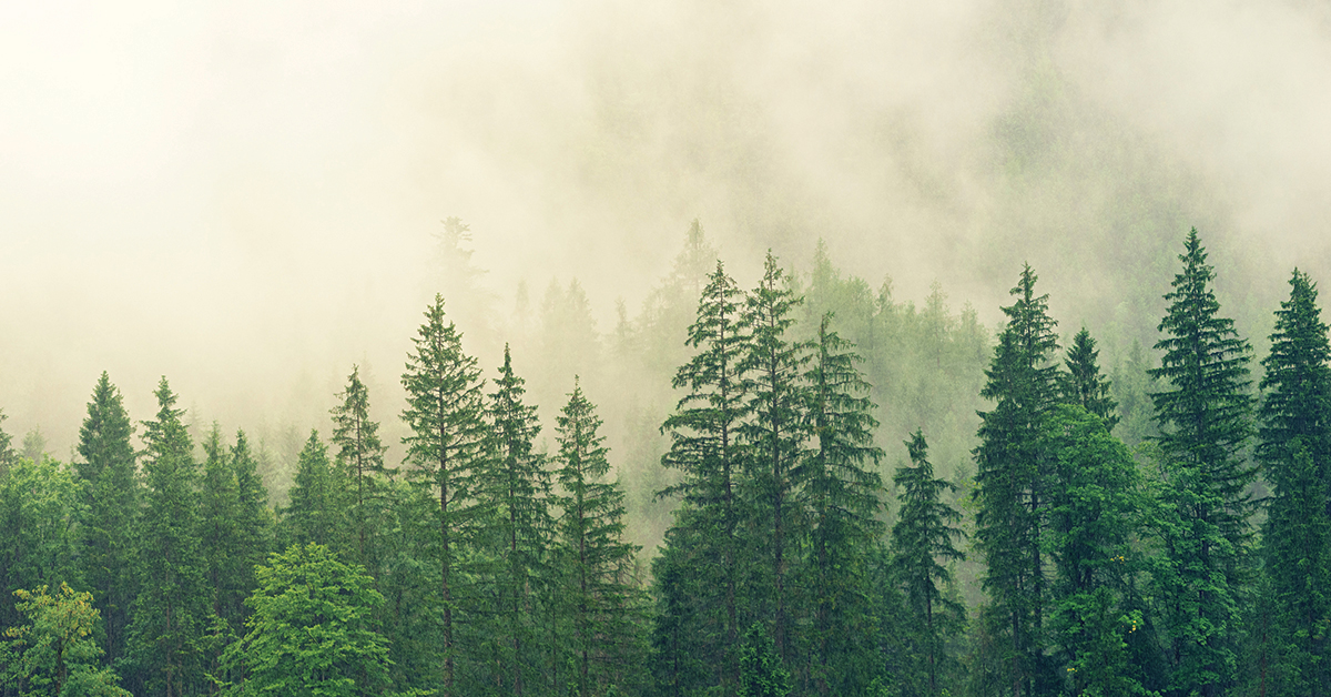 Ontario Invests $1.8M In New Forest Sector Technology