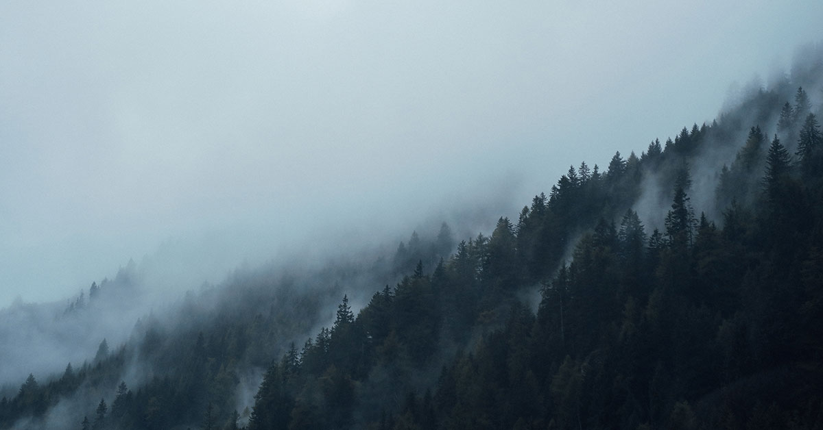 New Actions Will Improve Forest Management, Transparency In BC