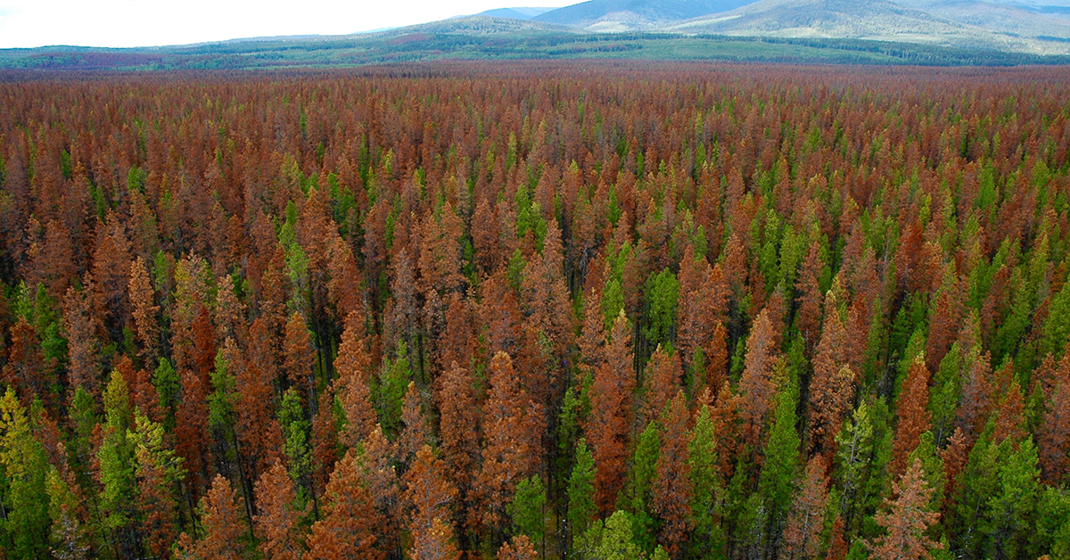 Alberta's Mountain Pine Beetle Population In Steep Decline