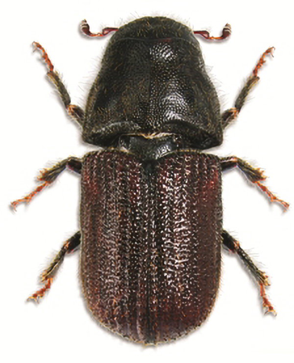Alberta's Mountain Pine Beetle Population In Steep Decline