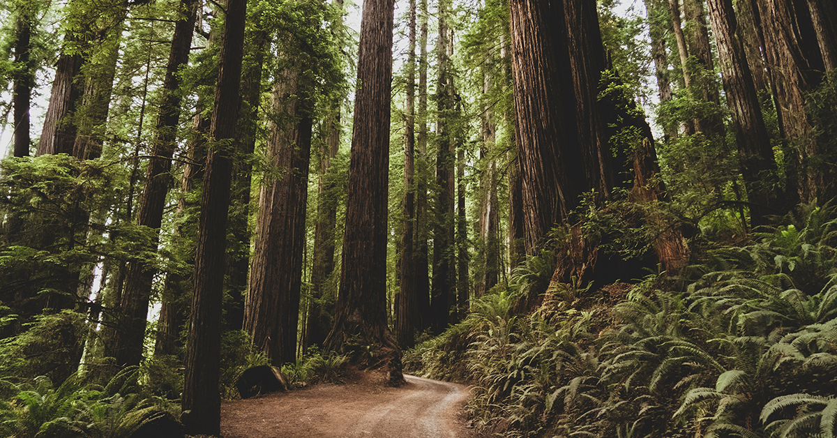 New Protections Benefit Forests And Communities In BC