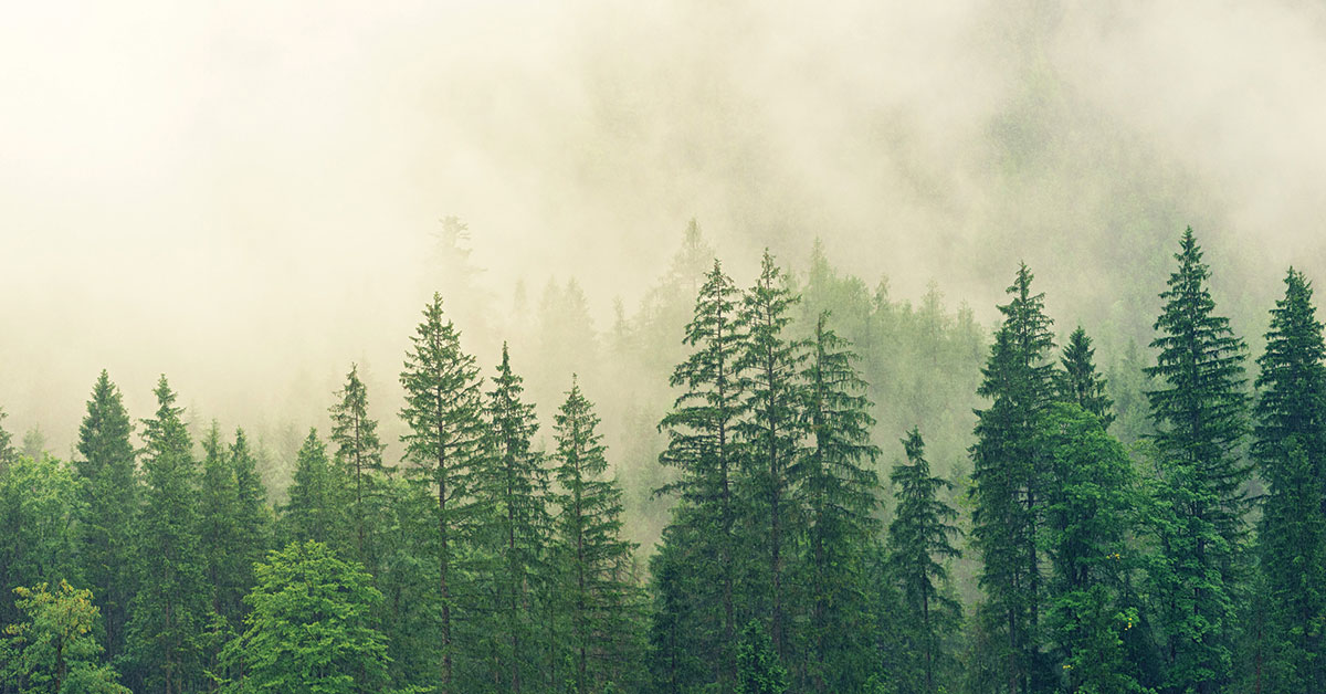 Ontario To Support Forest Sector Innovation