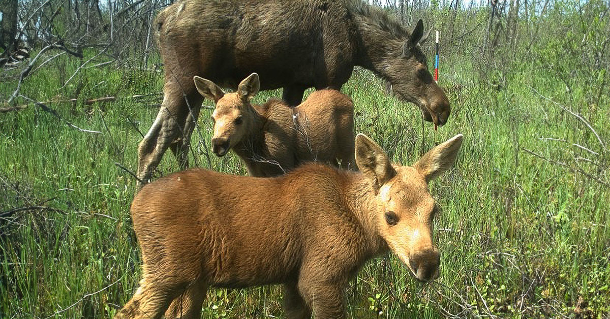 Alberta Wildlife Is Ready For Its Close-Up