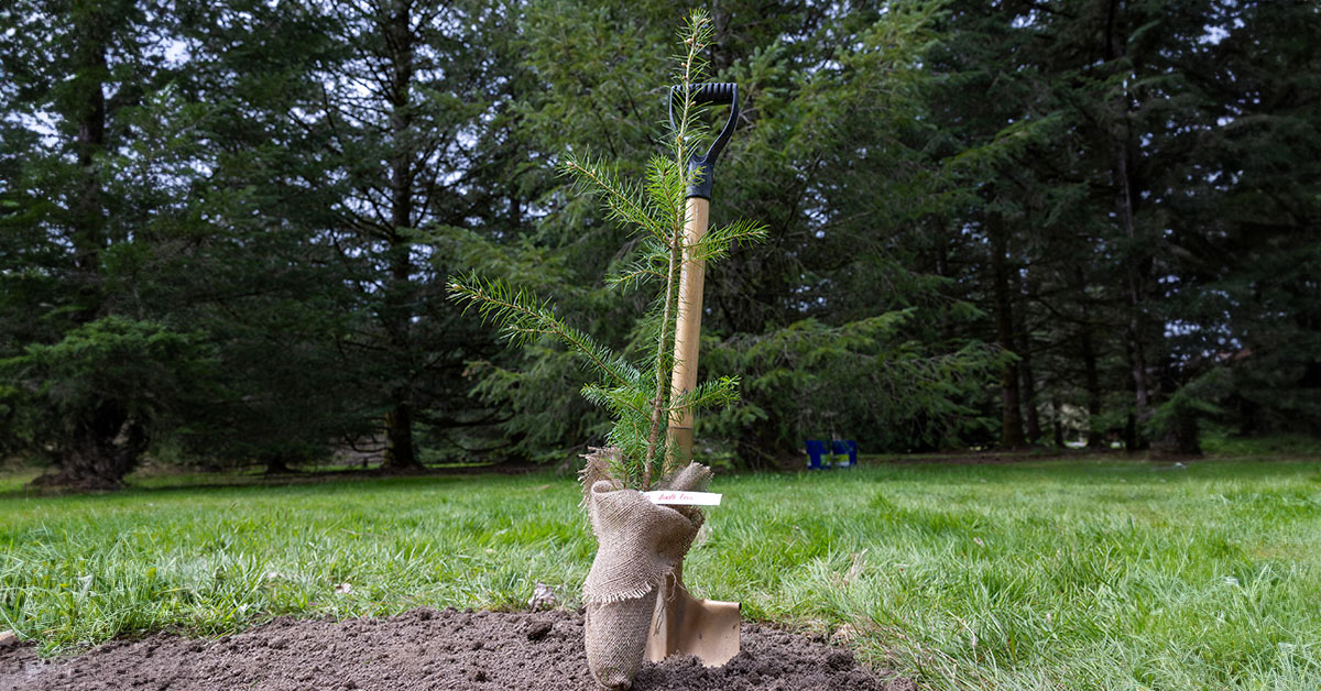 B.C. Plants Its 10-Billionth Tree