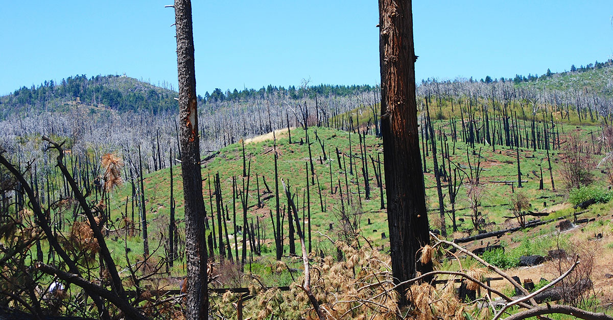Wildfire-Damaged Wood Recovery Underway In B.C.