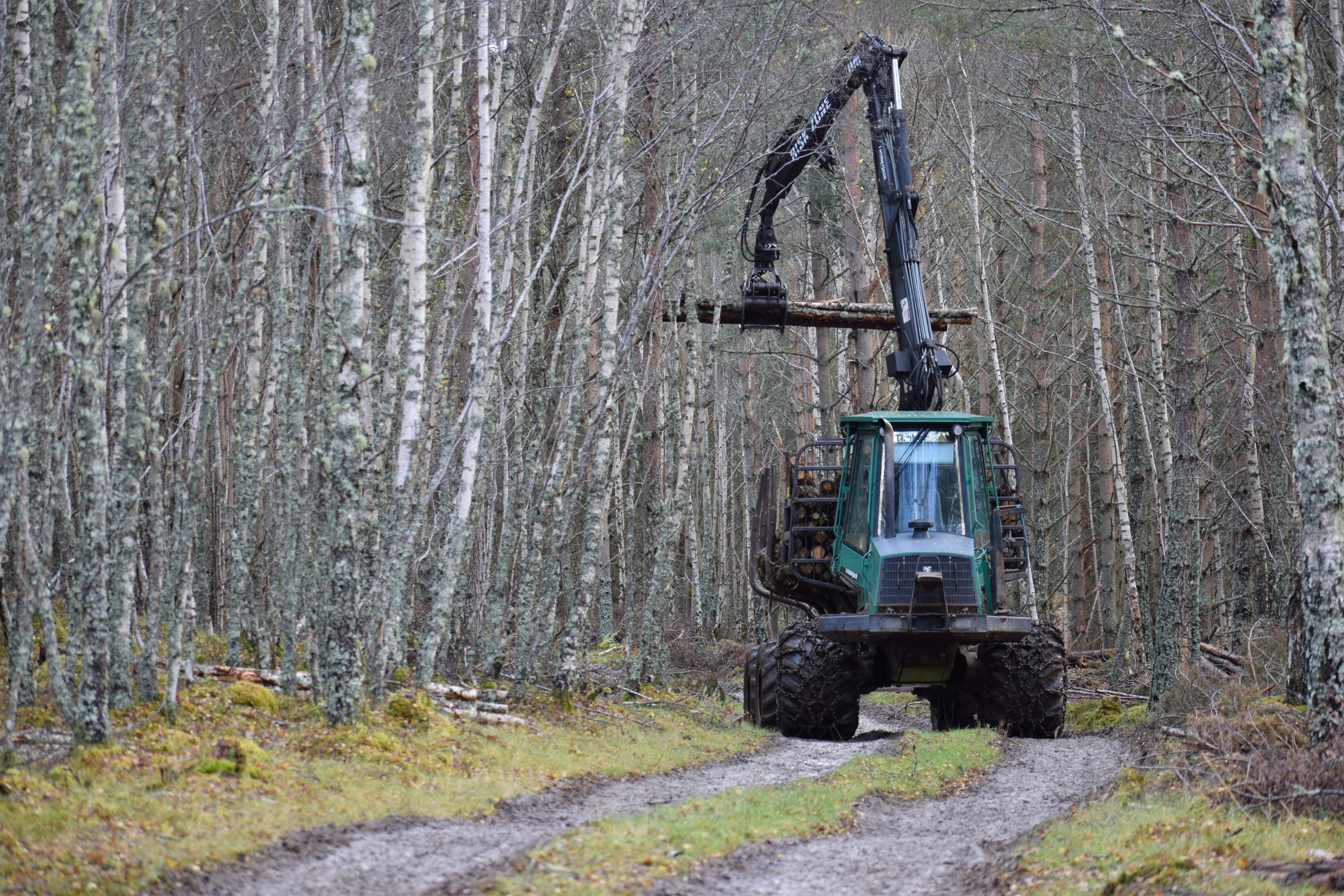 Green forestry forwarder carrying a log along a muddy track in a birch forest.