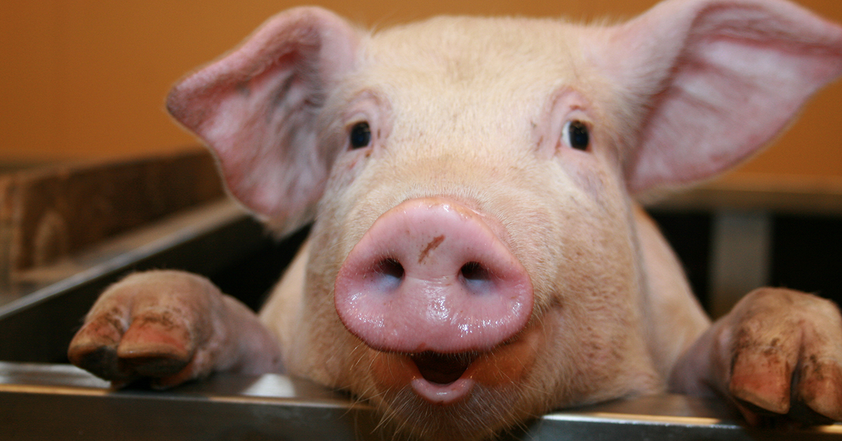 Announcing The 27th Annual Pacific Agriculture Show