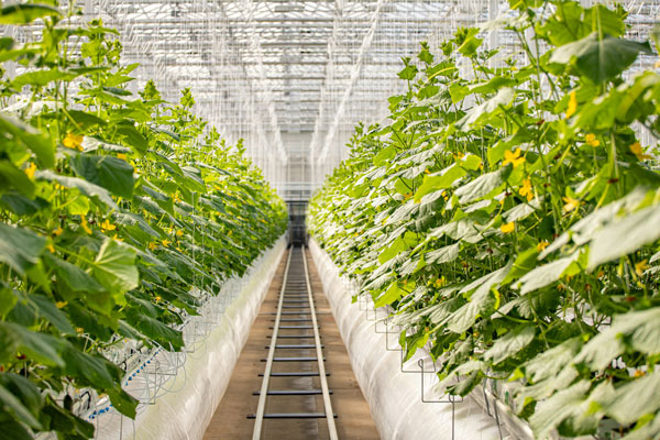 Solving Farm Land Scarcity With Rooftop Greenhouses