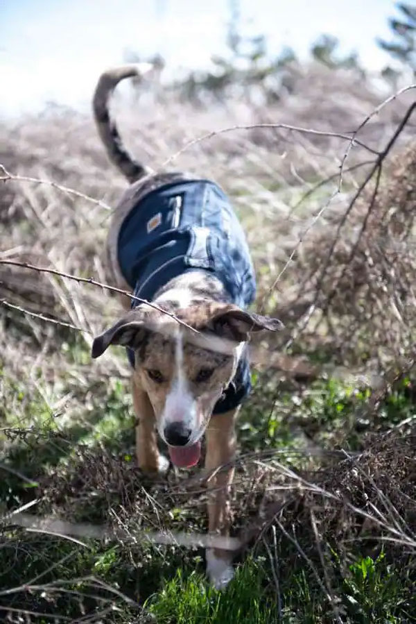 Carhartt Quick Duck Fleece-Lined Dog Jacket
