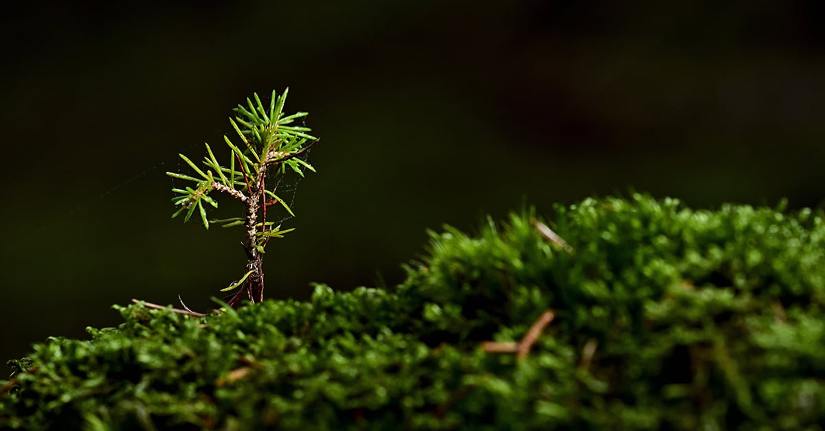 CTNA Sounds Alarm Over Critical Tree Seedling Shortage