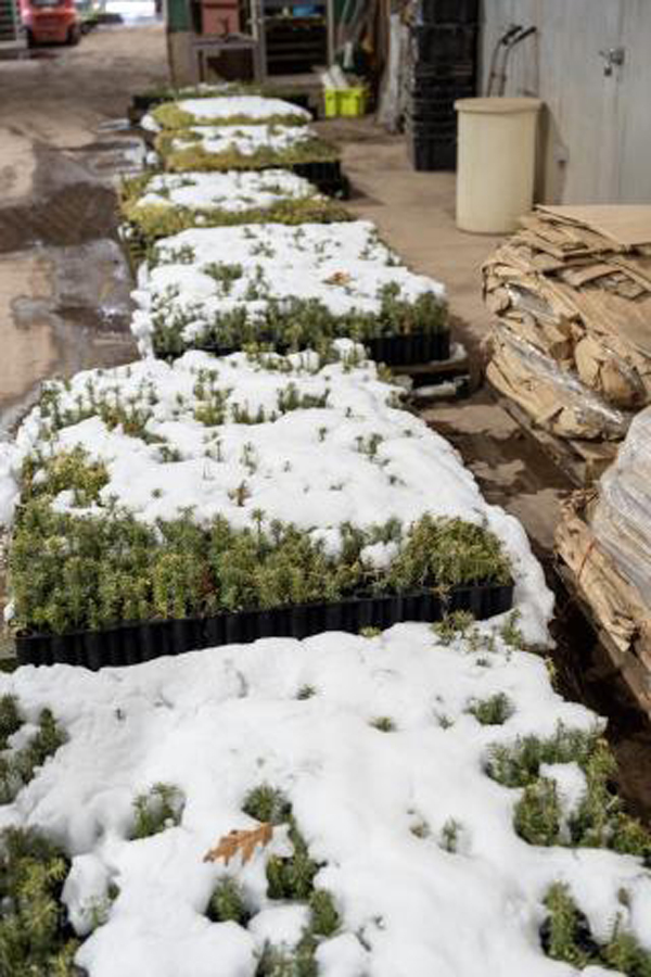 Meet The Tree Nursery Growing Future PEI Forests