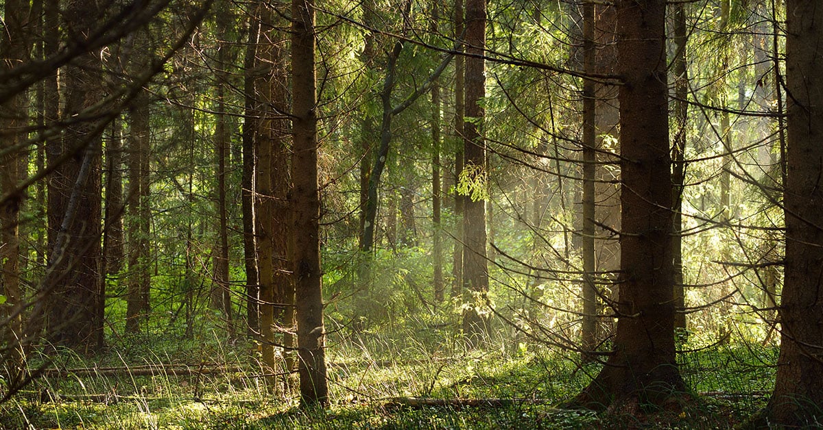 Provincial Forestry Advisory Council Final Report Calls for Fundamental Shift in Forest and Land Management