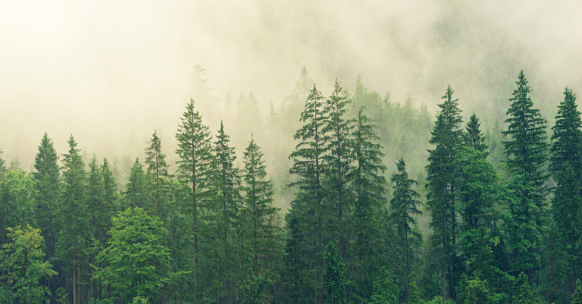 Task Force Begins Work To Transform Canadian Forestry