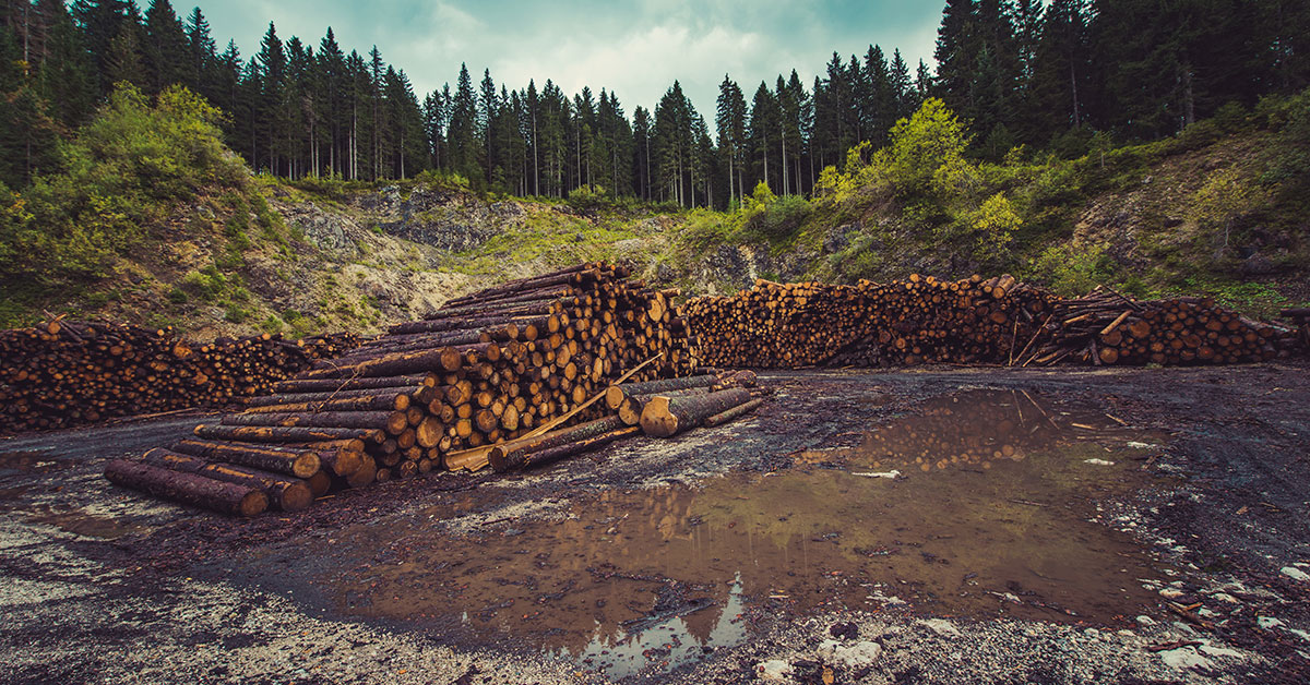 BC Supports Wood-Waste Innovation In The Kootenays