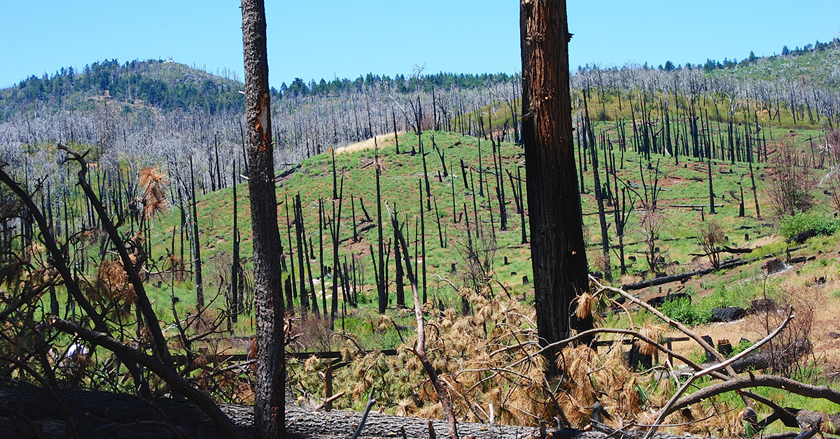 2025 A Banner Year For Wildfire Salvage