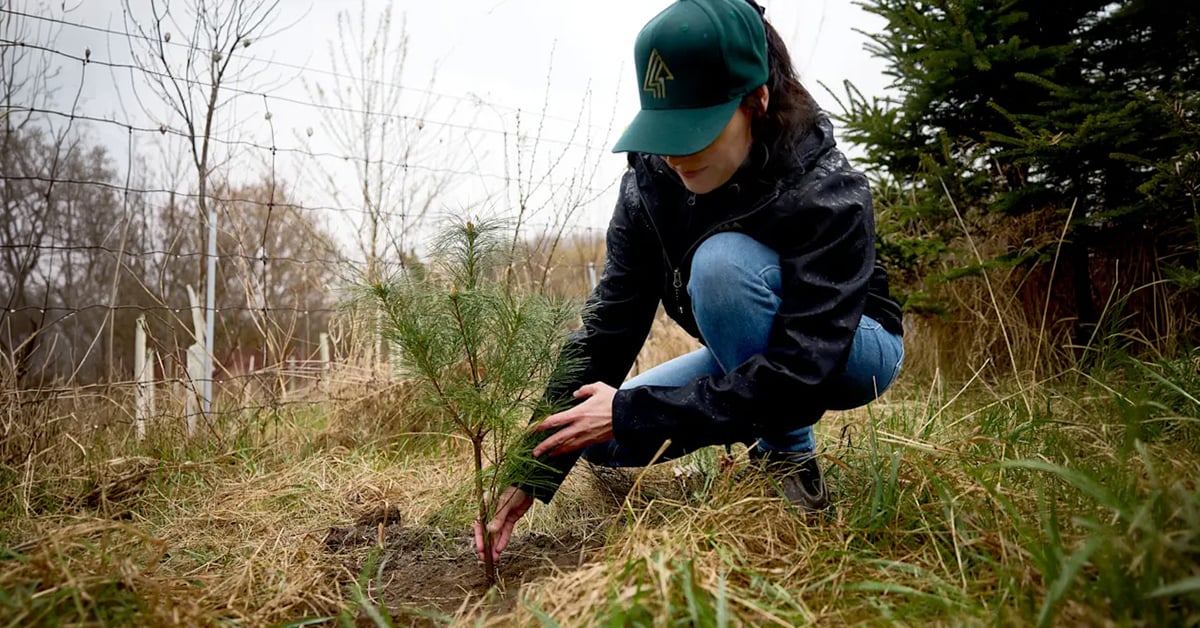 Forests Canada Passes 7 Million Tree Milestone In Ontario Greenbelt