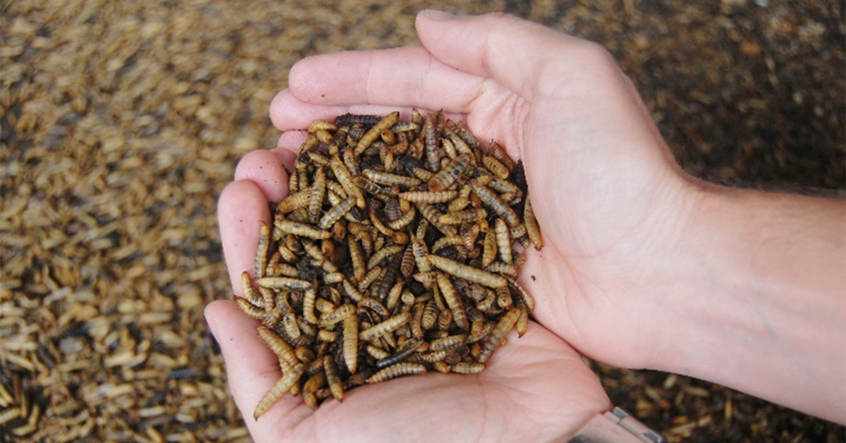 Reducing Food Waste Through Sustainable Insect Production In Calgary