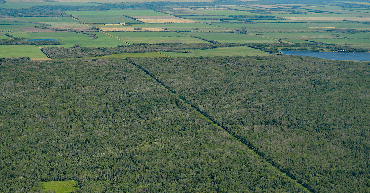 Creating Forestry Jobs In Northern Alberta