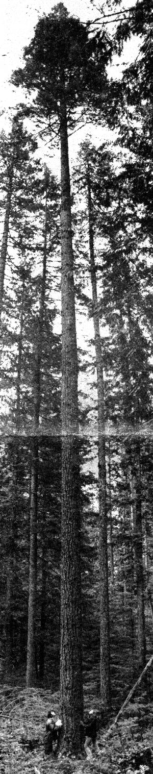 From The Supply Post Archives - Snipping Sniper