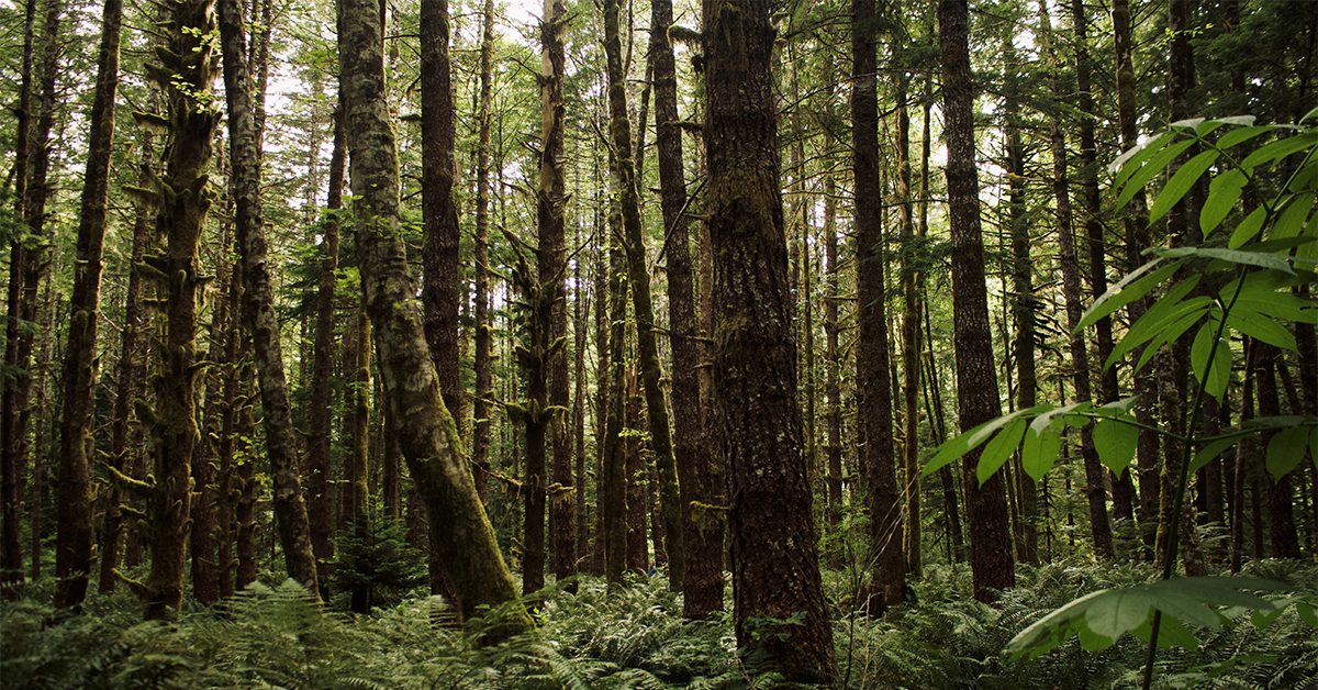 BC Embarks On New Approach To Old Forests
