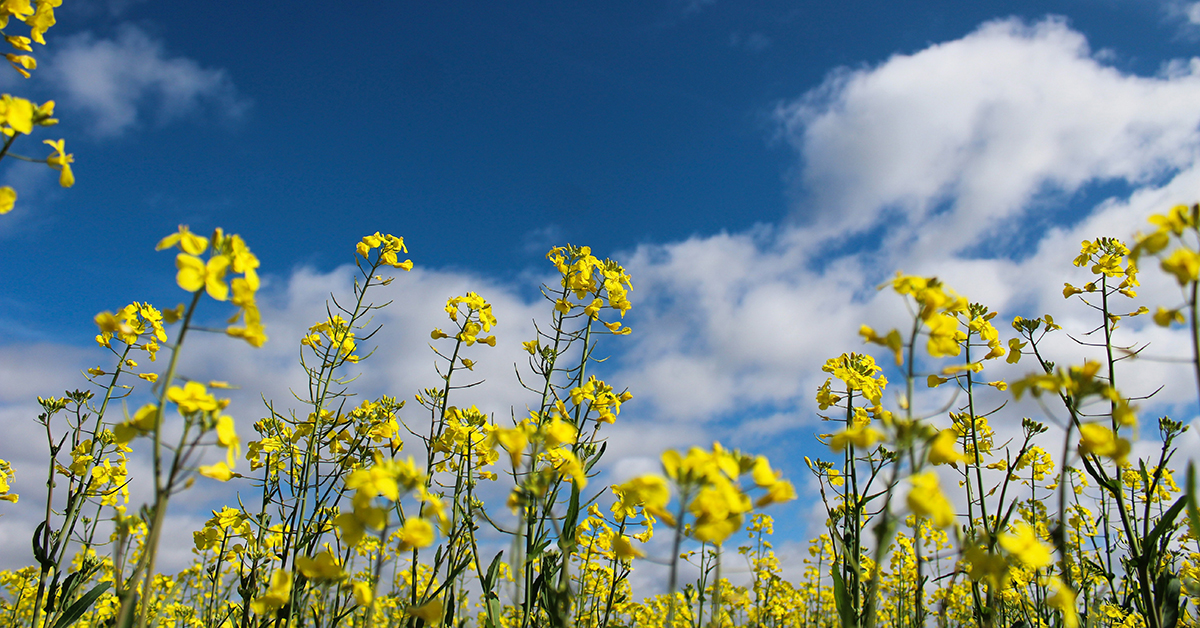 Transforming Agricultural Waste Into Biodiesel Fuel