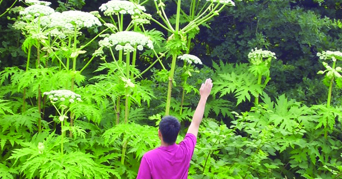Gaining Job Experience In Invasive Species Management