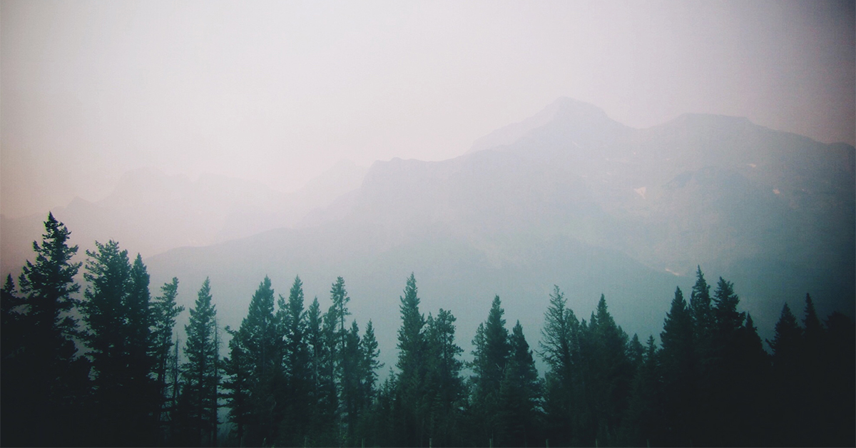 Growing Alberta’s Forest Industry