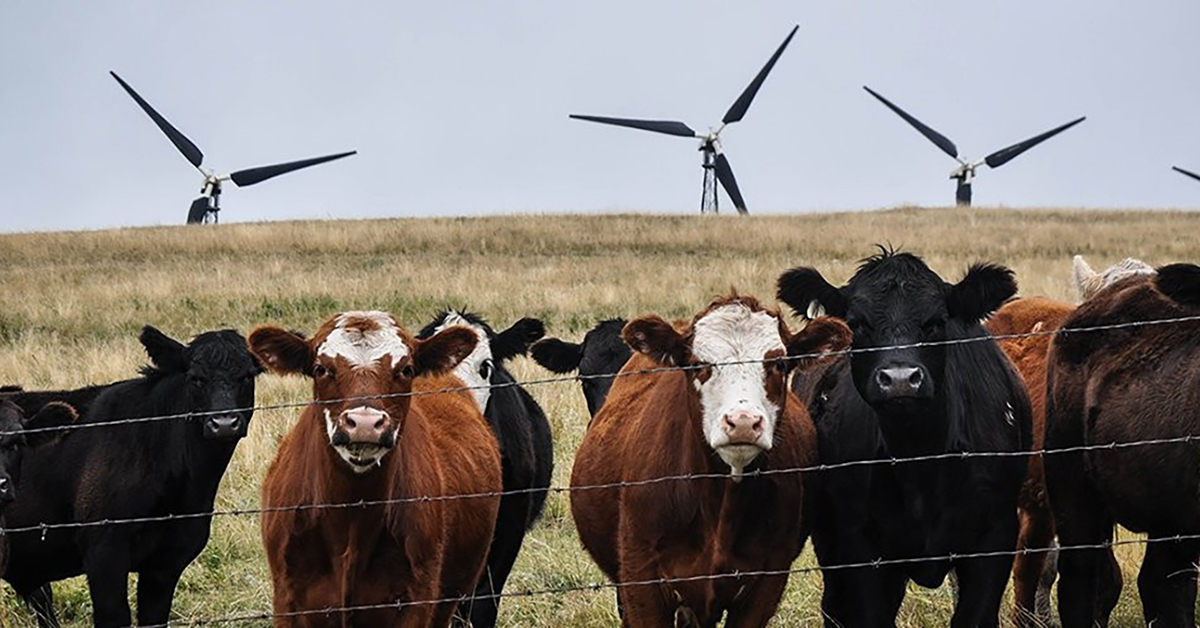 Supporting Sustainable Beef Sector Growth In Alberta