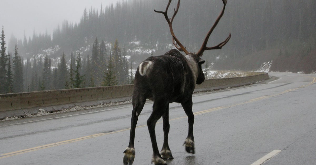 A Scary Encounter On The Crowsnest Highway